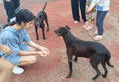 家庭志工陪伴狗狗玩耍