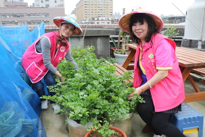 三民社區志工忙著採收芹菜 做為老人共餐食材